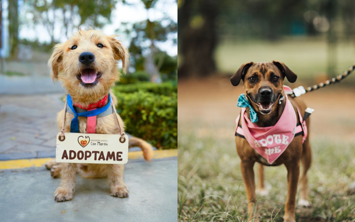 Manifest a Pet Adoption in 30 Days Using Visualization Boards