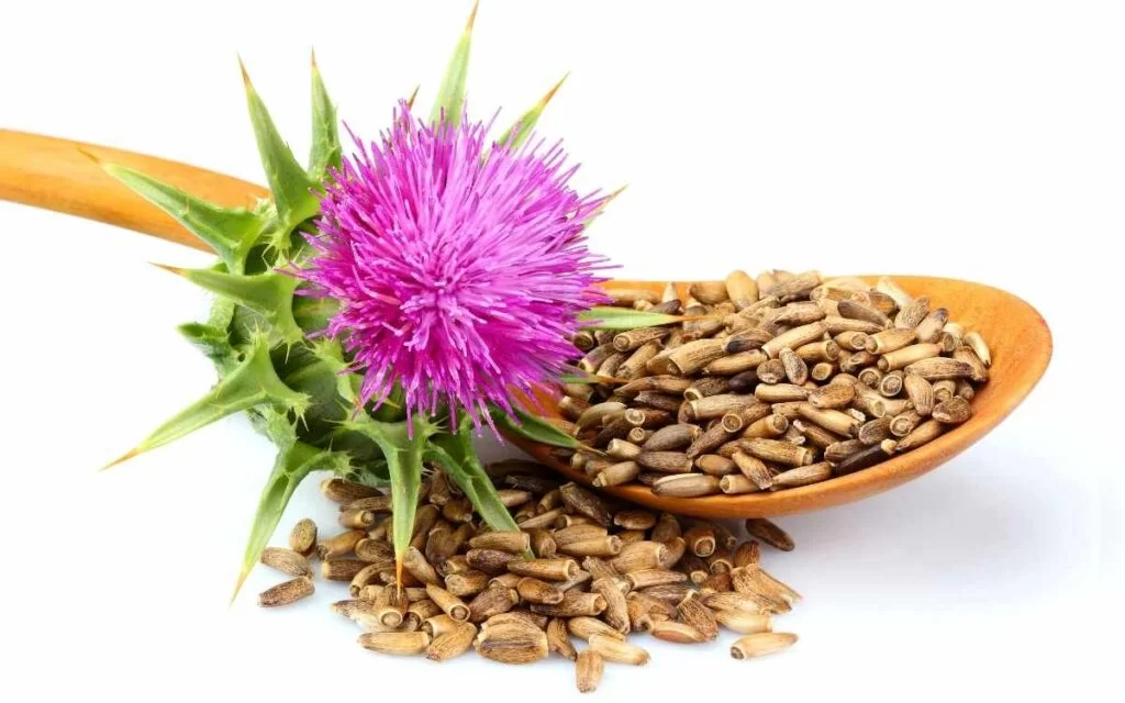 Milk Thistle Extract
